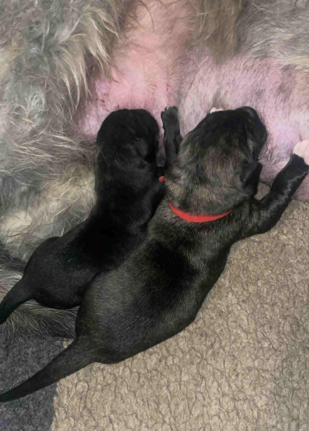 Chiot Levrier Irlandais de la Mascotte Couronnée