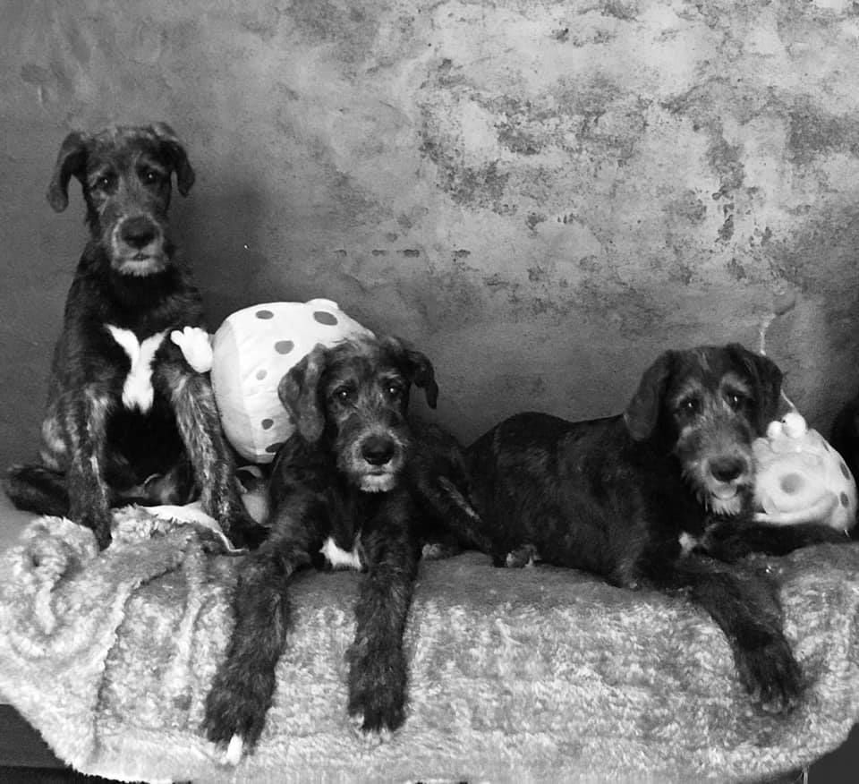 Chiot Levrier Irlandais de la Mascotte Couronnée