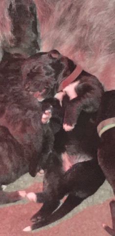 CHIOT