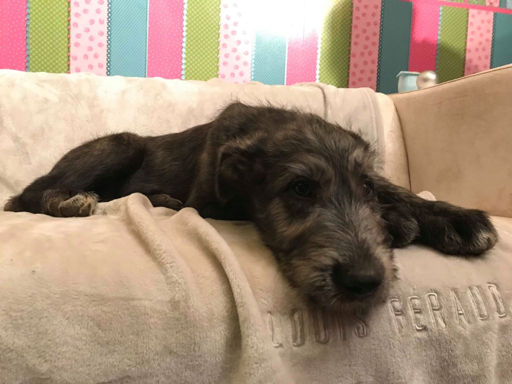 Chiot Levrier Irlandais de la Mascotte Couronnée