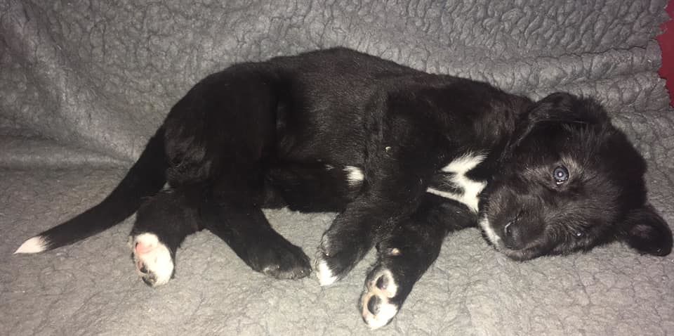 CHIOT