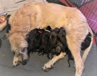 Chiot Levrier Irlandais de la Mascotte Couronnée