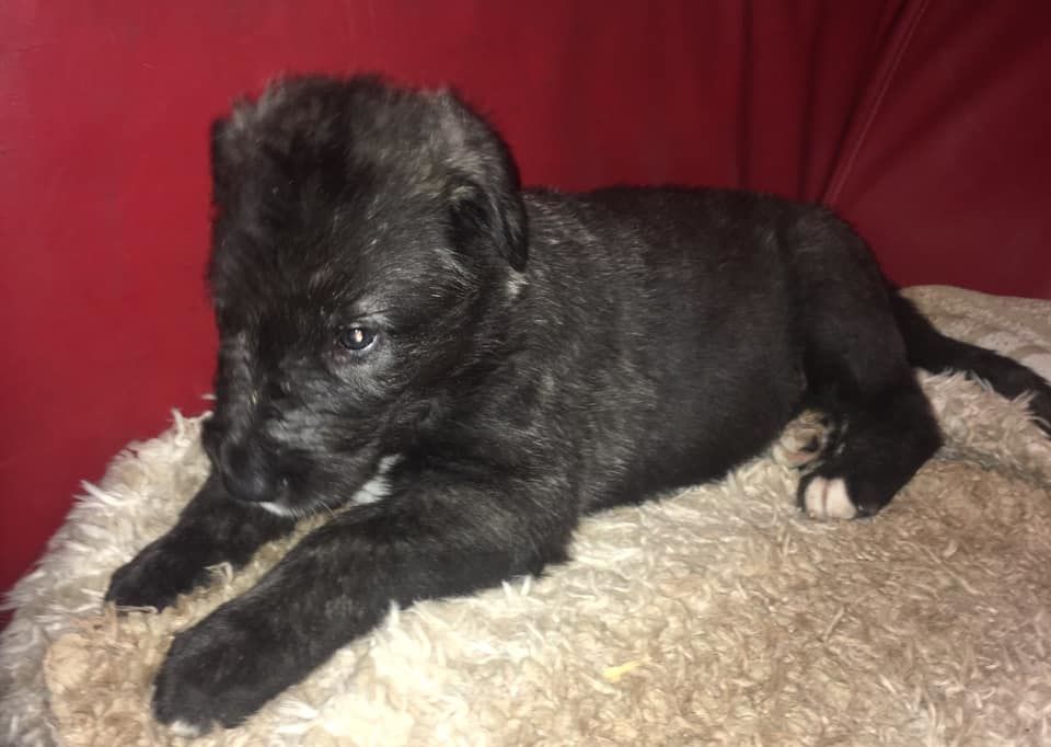 CHIOT