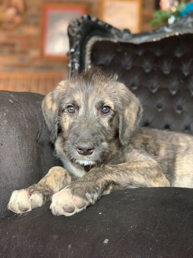CHIOT