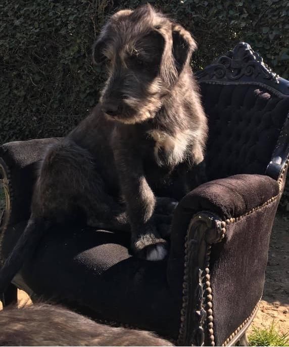 CHIOT