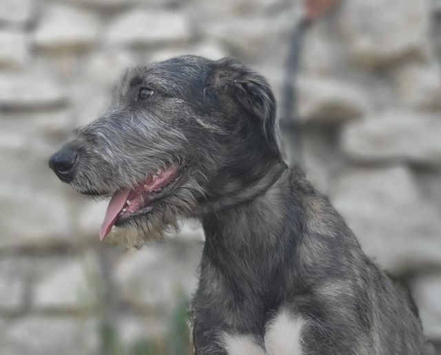 Chiot Levrier Irlandais de la Mascotte Couronnée
